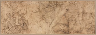 Torsos mit Rippenkäfigen, frühe 1540er Jahre von Battista Franco