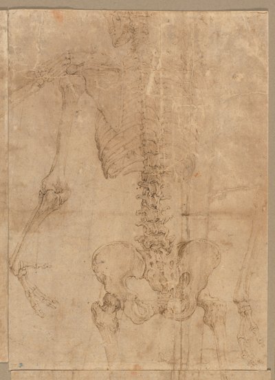 Oberer Teil des Skeletts von hinten, frühe 1540er Jahre von Battista Franco