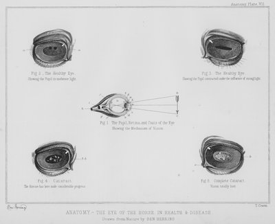 Anatomie, das Auge des Pferdes, in Gesundheit und Krankheit von Benjamin Herring