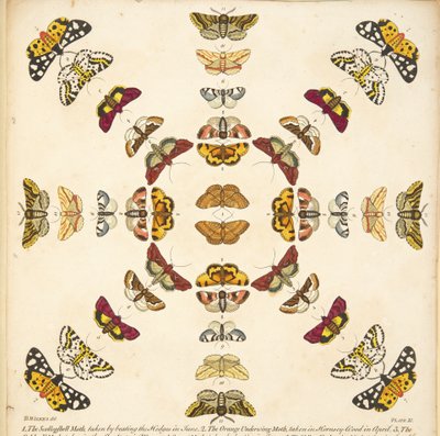 Detail aus Tafel XI, aus Eine seltene Darstellung von Schmetterlingen und Motten, veröffentlicht 1764 (handkolorierte Gravur) von Benjamin Wilkes