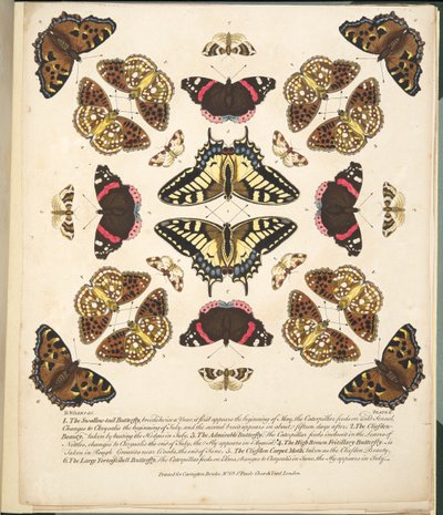 Tafel II, aus A Rare Depiction of Butterflies and Moths, veröffentlicht 1764 von Benjamin Wilkes