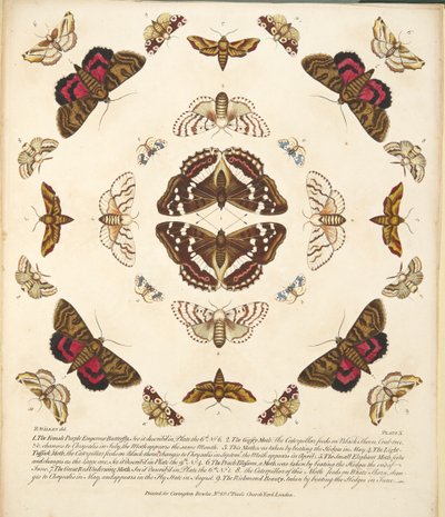 Tafel X, aus A Rare Depiction of Butterflies and Moths, veröffentlicht 1764 von Benjamin Wilkes