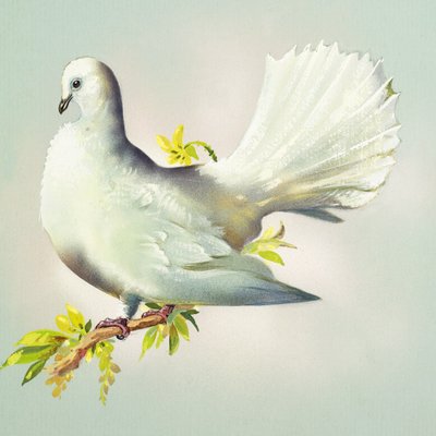 Pfautaube von Bert Illoss