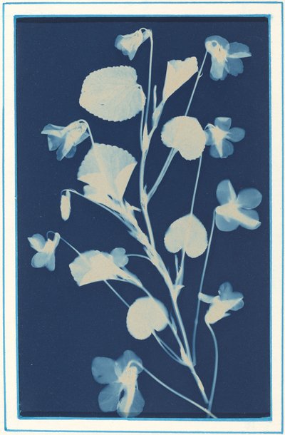 Ohne Titel, ca. 1900 von Bertha Evelyn Jacques