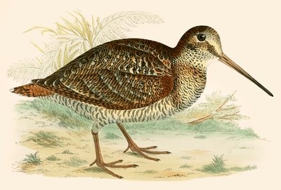 Waldschnepfe von Beverley R. Morris