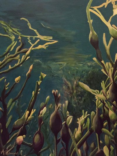 Unterwasser-Kelpwald von Borgenhag Holmqvist