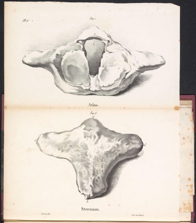 Atlas und Sternum des Wals, 1827 von Bossuet