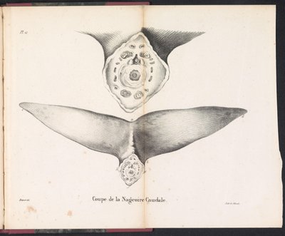 Querschnitt der Schwanzflosse des Wals, 1827 von Bossuet