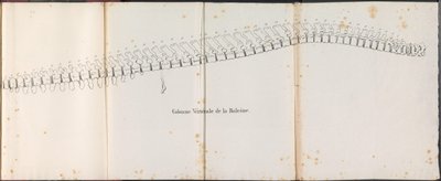 Wirbelsäule des Wals, 1827 von Bossuet