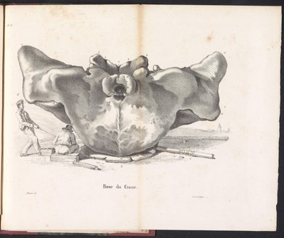 Schädel des Wals, 1827 von Bossuet