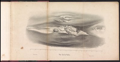 Weibliche Geschlechtsorgane des Wals, 1827 von Bossuet