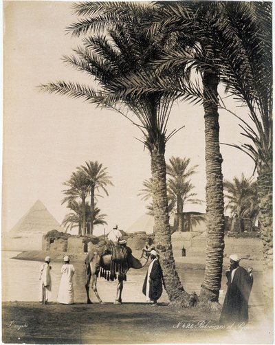 Palmenhain am Fuße der Pyramiden von Ägypten - Fotografie der Zangali-Brüder, Ende des 19. Jahrhunderts von Brothers Zangaki