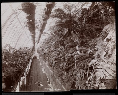 Pflanzen in einem Gewächshaus auf dem Helen Gould Anwesen (ehemaliger Wohnsitz von Jay Gould) in Tarrytown, New York, 1894 von Byron Company