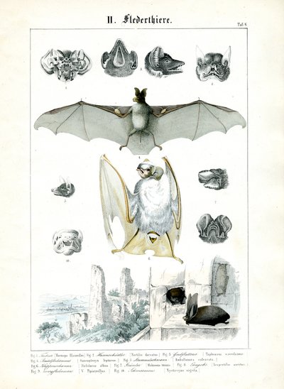 Fledermäuse und ihre Anatomie von C. Roth