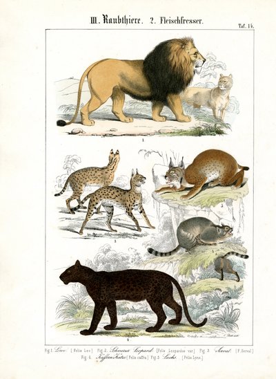 Große Katzen und kleine Katzenarten von C. Roth
