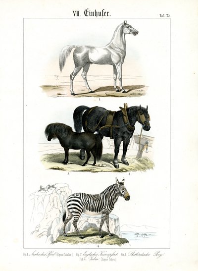Equiden: Pferde und Zebras von C. Roth