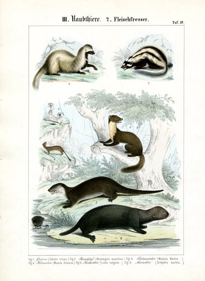 Marder und otterartige Raubtiere von C. Roth