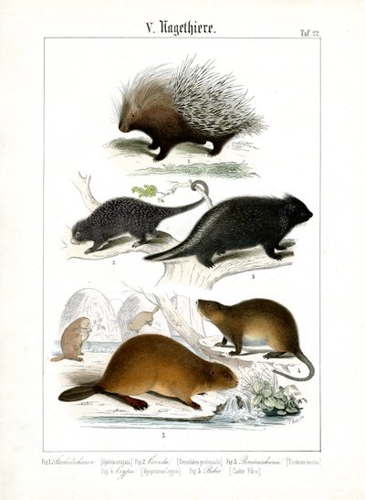 Stachelschwein, Coendus und andere Nagetiere von C. Roth