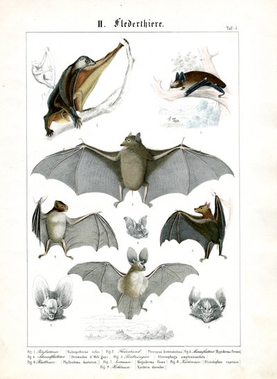 Verschiedene Fledermausarten von C. Roth
