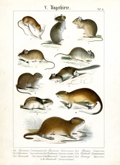Verschiedene Nagetierarten von C. Roth