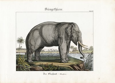 Afrikanischer Elefant von C. Steglich