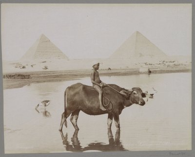 Junge auf einem Büffel mit zwei Pyramiden im Hintergrund in Ägypten von C. and G. Zangaki