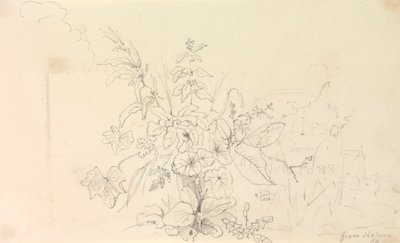 Skizze von Pflanzen und einem Meilenstein aus der Natur, 3. Juni 1826 von Capt. Thomas Hastings