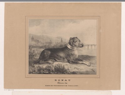 Hund Donau von Carel Christiaan Antony Last