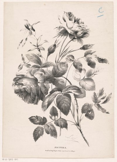 Zwei Rosen von Carel Christiaan Antony Last