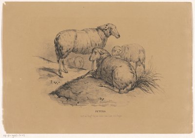 Vier Schafe von Carel Christiaan Antony Last