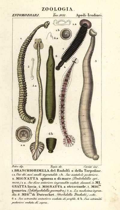 Fischegel und Süßwasseregel: Branchiobdellida 1, Pontobdella spinosa 2, Whitmania laevis 3, Hirudo vittata 4, Piscicola geometra 5, Ichthyobdella geometra 5, Geobdella trochetii 6 von Carini Carini