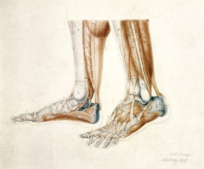 Anatomische Zeichnung von Männerfüßen, 1837 von Carl Haag