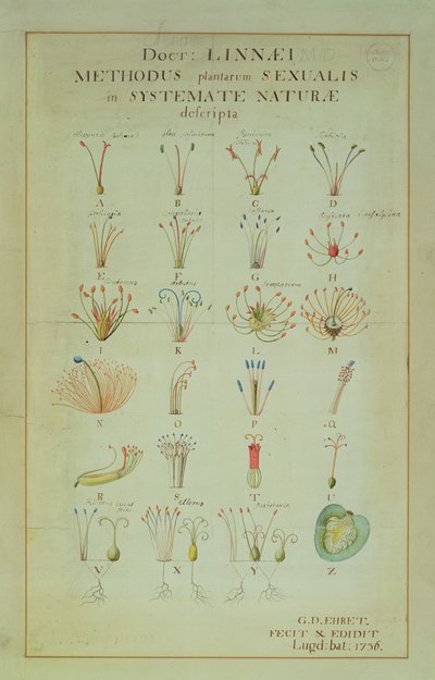 Illustration des Linnéschen Pflanzensystems von Carl Linnaeus