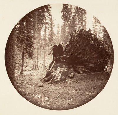 Adlerflügel - Calaveras Grove, ca. 1878 von Carleton Emmons Watkins