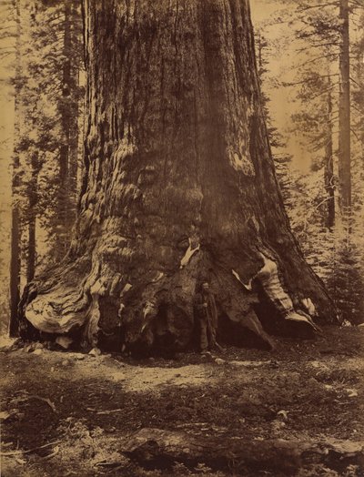 Abschnitt des Grizzly-Riesen mit Galen Clark, Mariposa Grove, Yosemite, 1865-66 von Carleton Emmons Watkins
