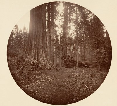 Der Vater des Waldes - C. Grove, ca. 1878 von Carleton Emmons Watkins