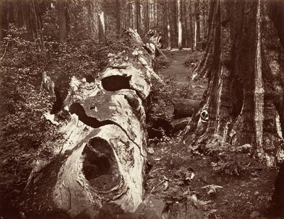 Der Vater des Waldes, 112 Fuß Umfang, Calaveras Grove von Carleton Emmons Watkins