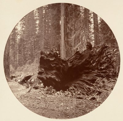 Der Vater des Waldes von Carleton Emmons Watkins