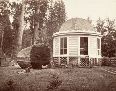 Das Haus, das über dem Stumpf eines großen Baumes gebaut wurde, 1865-66, gedruckt ca. 1876 von Carleton Emmons Watkins