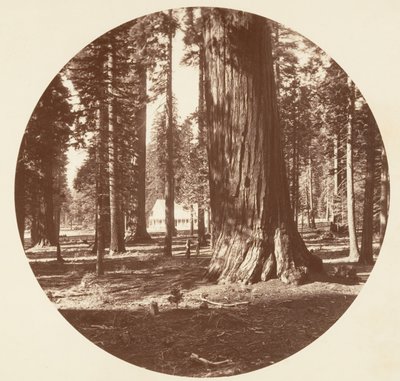 Das Mammoth Grove Hotel vom Hain - Calaveras von Carleton Emmons Watkins