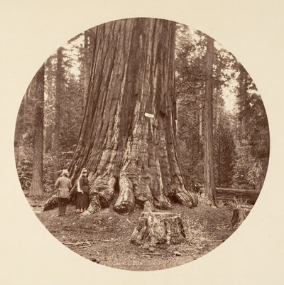 Der Stolz des Waldes - Calaveras Grove von Carleton Emmons Watkins