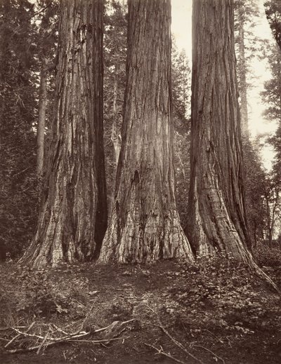Die drei Grazien, 272 Fuß von Carleton Emmons Watkins