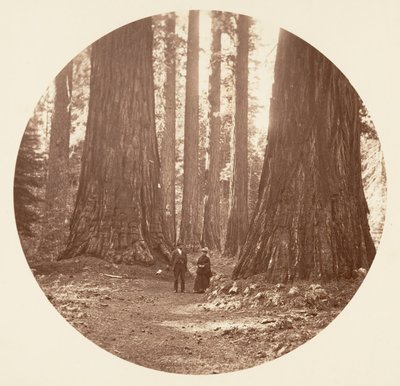 Die drei Grazien gesehen durch den Bryant und Seward Calaveras Hain, ca. 1878 von Carleton Emmons Watkins