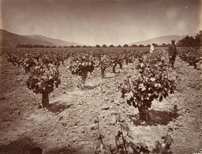 Weinberg der Camulos Ranch, 1876, gedruckt ca. 1876 von Carleton Emmons Watkins