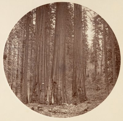 [Yosemite-Nationalpark, Kalifornien], ca. 1878 von Carleton Emmons Watkins