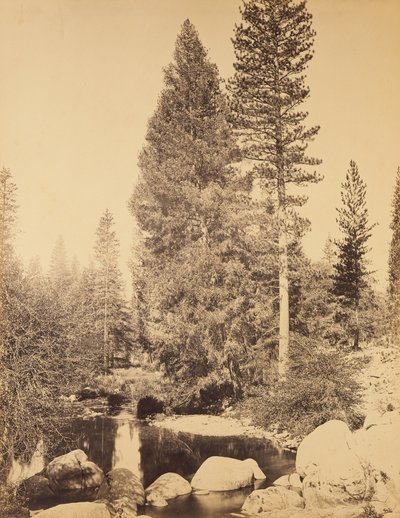 Douglasie bei Clarks von Carleton Watkins