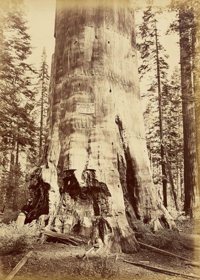 Mutter des Waldes, 221 Fuß hoch von Carleton Watkins