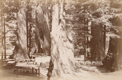 Picknicktisch im Redwood-Hain von Carleton Watkins