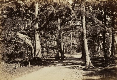 Straße durch den Zypressenhain von Carleton Watkins