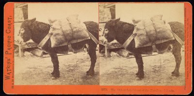 Der älteste Bewohner der Farallone-Inseln von Carleton Watkins